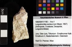 Foto (Objket + Etiketten) von Longodromites excisus (von Meyer, 1857) 